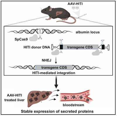 Innovative AAV-HITI Technology for Long-term Gene Therapy