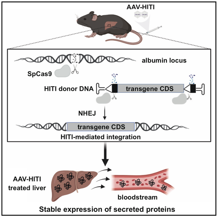 Innovative AAV-HITI Technology for Long-term Gene Therapy