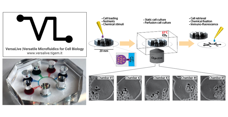 VersaLive: a new platform for versatile applications in microfluidic mammalian cell culture VersaLive: a new platform for versatile applications in microfluidic mammalian cell culture