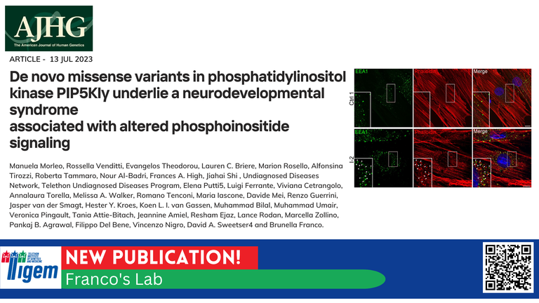 De novo missense variants in phosphatidylinositol kinase PIP5KIγ underlie a neurodevelopmental syndrome associated with altered phosphoinositide signaling