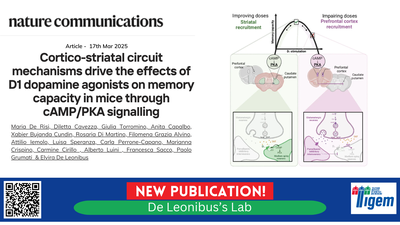 Cortico-striatal circuit mechanisms drive the effects of D1 dopamine agonists on memory capacity in mice through cAMP/PKA signalling