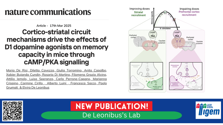 Cortico-striatal circuit mechanisms drive the effects of D1 dopamine agonists on memory capacity in mice through cAMP/PKA signalling