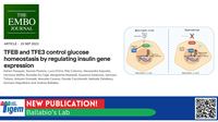 TFEB and TFE3 control glucose homeostasis by regulating insulin gene expression