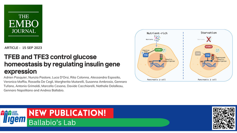 TFEB and TFE3 control glucose homeostasis by regulating insulin gene expression