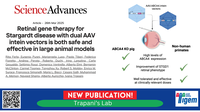 Retinal gene therapy for Stargardt disease with dual AAV intein vectors is both safe and effective in large animal models