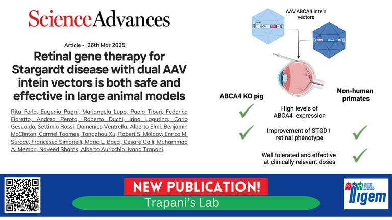 Retinal gene therapy for Stargardt disease with dual AAV intein vectors is both safe and effective in large animal models