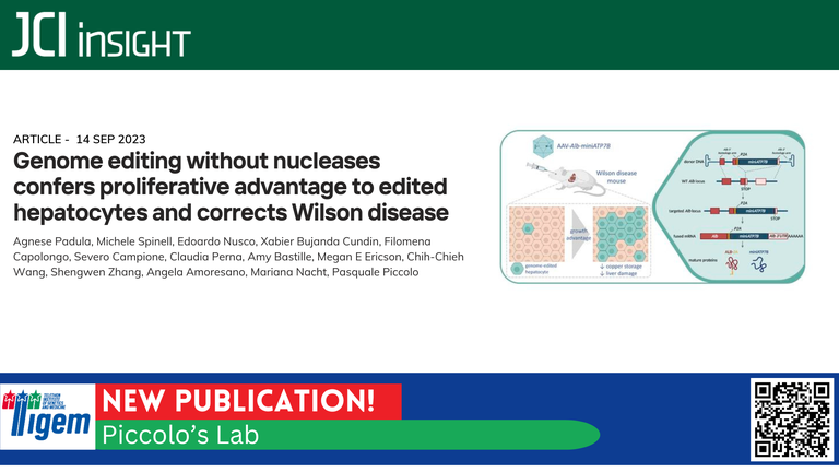 Genome editing without nucleases confers proliferative advantage to edited hepatocytes and corrects Wilson disease