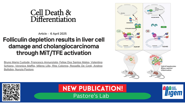 Folliculin depletion results in liver cell damage and cholangiocarcinoma through MiT/TFE activation