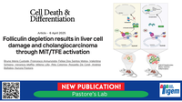 Folliculin depletion results in liver cell damage and cholangiocarcinoma through MiT/TFE activation