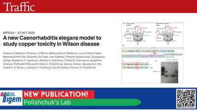 A new Caenorhabditis elegans model to study copper toxicity in Wilson disease