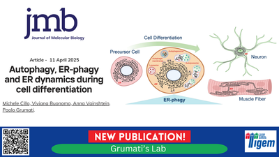Autophagy, ER-phagy and ER dynamics during cell differentiation