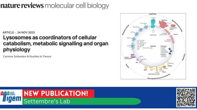 Lysosomes as coordinators of cellular catabolism, metabolic signalling and organ physiology