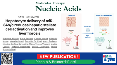 Hepatocyte delivery of miR-34b/c reduces hepatic stellate cell activation and improves liver fibrosis
