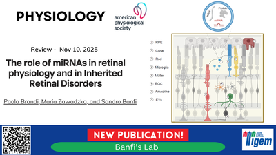 The role of miRNAs in retinal physiology and in Inherited Retinal Disorders