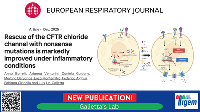 Rescue of the CFTR chloride channel with nonsense mutations is markedly improved under inflammatory conditions