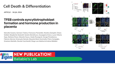 TFEB controls syncytiotrophoblast formation and hormone production in placenta