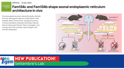 Fam134c and Fam134b shape axonal endoplasmic reticulum architecture in vivo