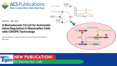 A Biomolecular Circuit for Automatic Gene Regulation in Mammalian Cells with CRISPR Technology