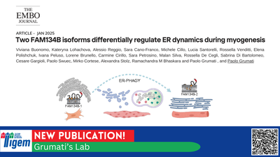 Two FAM134B isoforms differentially regulate ER dynamics during myogenesis