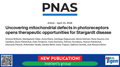 Uncovering mitochondrial defects in photoreceptors opens therapeutic opportunities for Stargardt disease