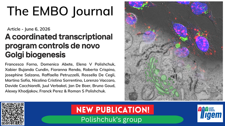 A coordinated transcriptional program controls de novo Golgi biogenesis