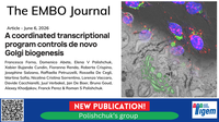 A coordinated transcriptional program controls de novo Golgi biogenesis