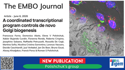 A coordinated transcriptional program controls de novo Golgi biogenesis