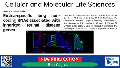 Retina-specific long non-coding RNAs associated with inherited retinal disease genes