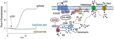 Analysis of inhibitors of the anoctamin-1 chloride channel (transmembrane member 16A, TMEM16A) reveals indirect mechanisms involving alterations in calcium signalling