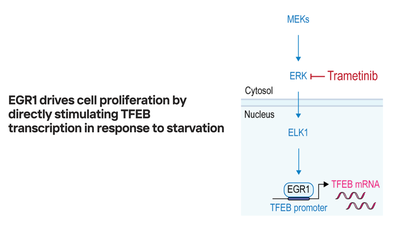 EGR1 drives cell proliferation by directly stimulating TFEB transcription in response to starvation