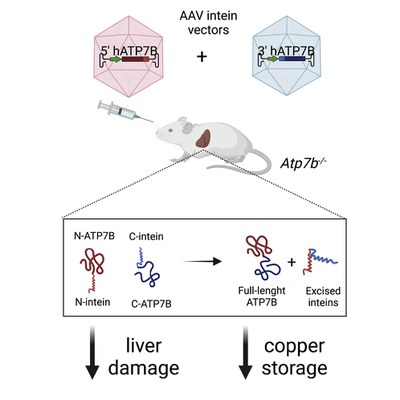 Full-length ATP7B reconstituted through protein trans-splicing corrects Wilson disease in mice