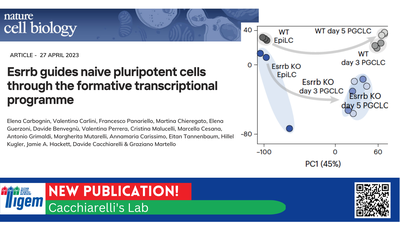 Esrrb guides naive pluripotent cells through the formative transcriptional programme