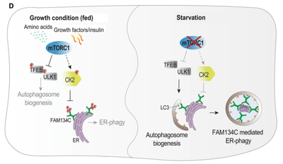 Phosphorylation of FAM134C by CK2 controls starvation-induced ER-phagy
