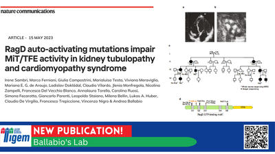 RagD auto-activating mutations impair MiT/TFE activity in kidney tubulopathy and cardiomyopathy syndrome