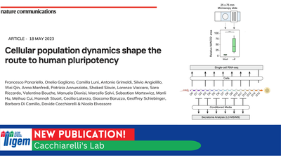 Cellular population dynamics shape the route to human pluripotency