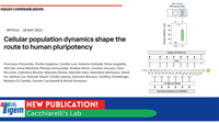 Cellular population dynamics shape the route to human pluripotency