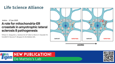 A role for mitochondria-ER crosstalk in amyotrophic lateral sclerosis 8 pathogenesis