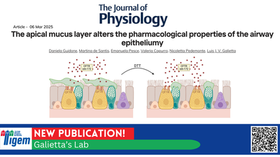 The apical mucus layer alters the pharmacological properties of the airway epitheliumy