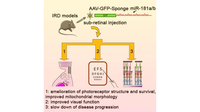 miR-181a/b downregulation: a mutation-independent therapeutic approach for inherited retinal diseases