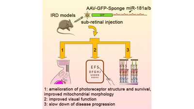 miR-181a/b downregulation: a mutation-independent therapeutic approach for inherited retinal diseases