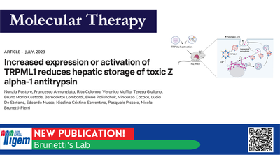 Increased expression or activation of TRPML1 reduces hepatic storage of toxic Z alpha-1 antitrypsin