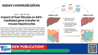 Impact of liver fibrosis on AAV-mediated gene transfer to mouse hepatocytes