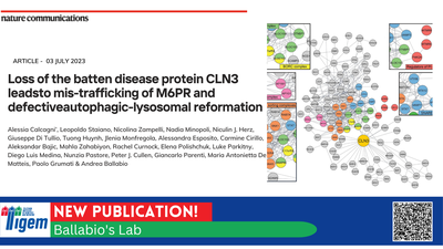 Loss of the batten disease protein CLN3 leadsto mis-trafficking of M6PR and defectiveautophagic-lysosomal reformation