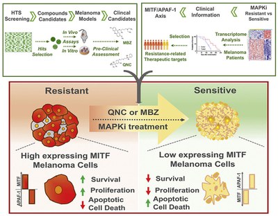Targeting the MITF/APAF-1 axis as salvage therapy for MAPK inhibitors in resistant melanoma