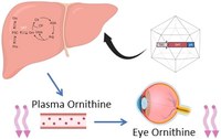 Liver-directed gene therapy for ornithine aminotransferase deficiency