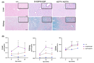 New mouse models with hypomorphic SUMF1 variants mimic attenuated forms of multiple sulfatase deficiency