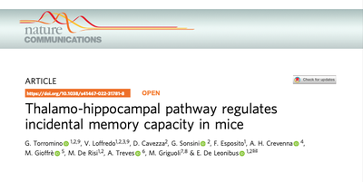 Thalamo-hippocampal pathway regulates incidental memory capacity in mice