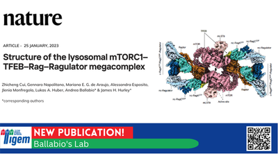 Structure of the lysosomal mTORC1–TFEB–Rag–Ragulator megacomplex