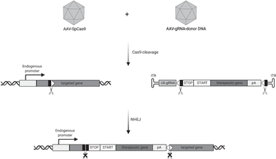 Therapeutic homology-independent targeted integration in retina and liver