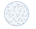 GAM Cryopreservation.png